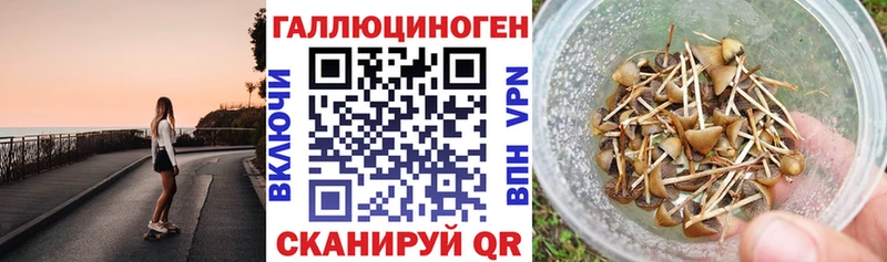 Купить закладки  Шебекино  Псилоцибиновые грибы MAGIC MUSHROOMS 